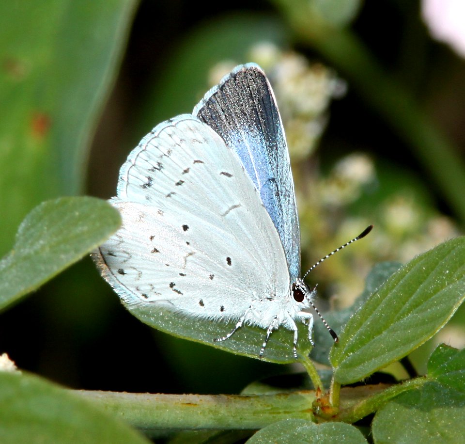 BLUE, SPRING AZURE (CeAZURE, ECHO (Celastrina echo) (6-17-2014) 1 mile east of fork of salmon, siskiyou co, ca -01