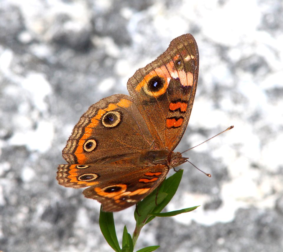 BUCKEYE, MANGROVE (Junonia evarete)(5-1-14) boca chica key, monroe co, fl (8)