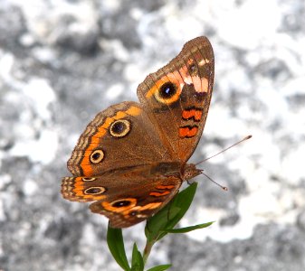 BUCKEYE, MANGROVE (Junonia evarete)(5-1-14) boca chica key, monroe co, fl (8)
