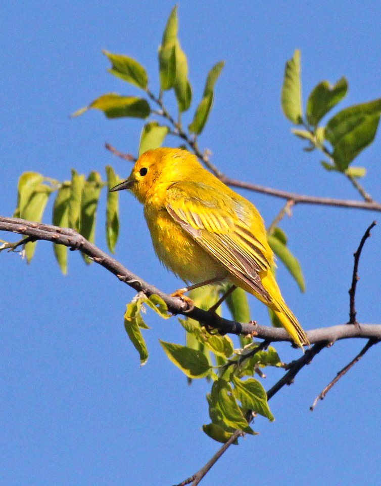 829 - YELLOW WARBLER (5-8-2015) sonoita creek natural area, santa cruz co, az -03