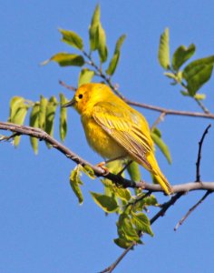 829 - YELLOW WARBLER (5-8-2015) sonoita creek natural area, santa cruz co, az -03