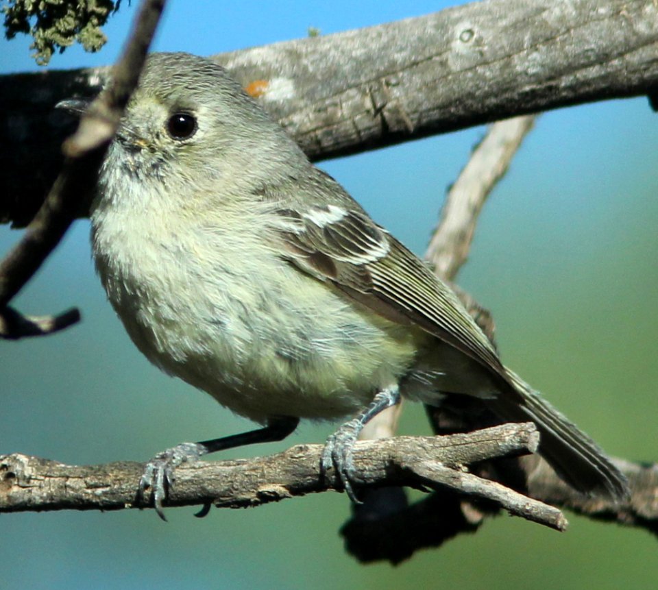 628 - HUTTON'S VIREO (6-3-2014) 3 m s-w of show low, navajo co, az (9)