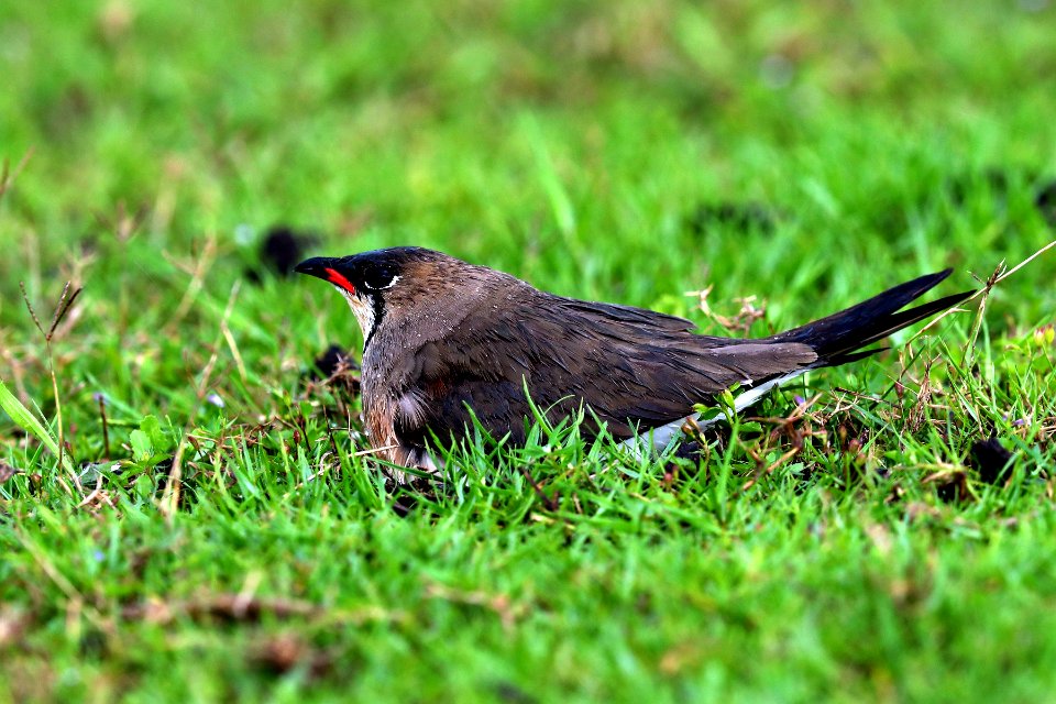 SYT 1503 Oriental Pratincole