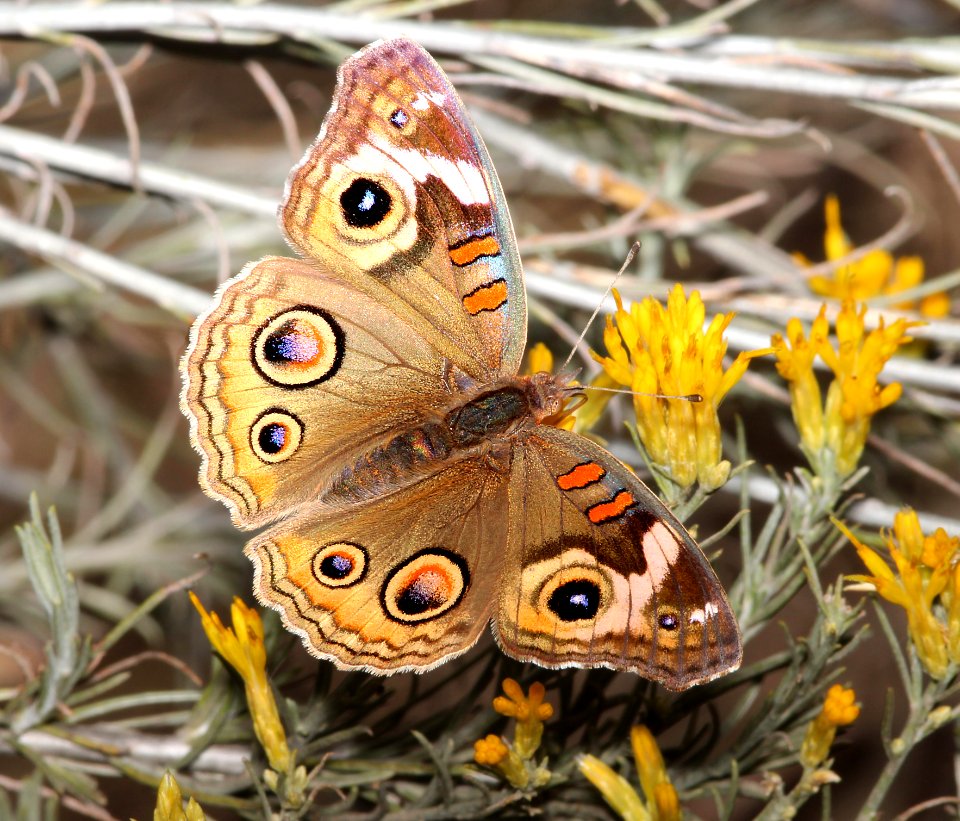 BUCKEYE, COMMON (Junonia coenia) (11-7-2014) harshaw creek crossing rabbit brush, santa cruz co, az -02