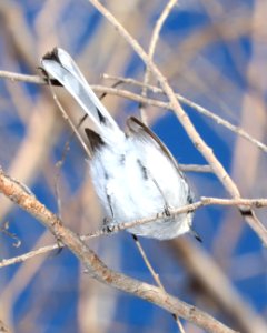 704 - BLACK-CAPPED GNATCATCHER (2-20-2016) patagonia lake, santa cruz co, az -06