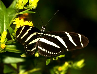 LONGWING, ZEBRA (Heliconius charithonia) (10-31-2015) resaca de la palma s  p, cameron co, tx -01