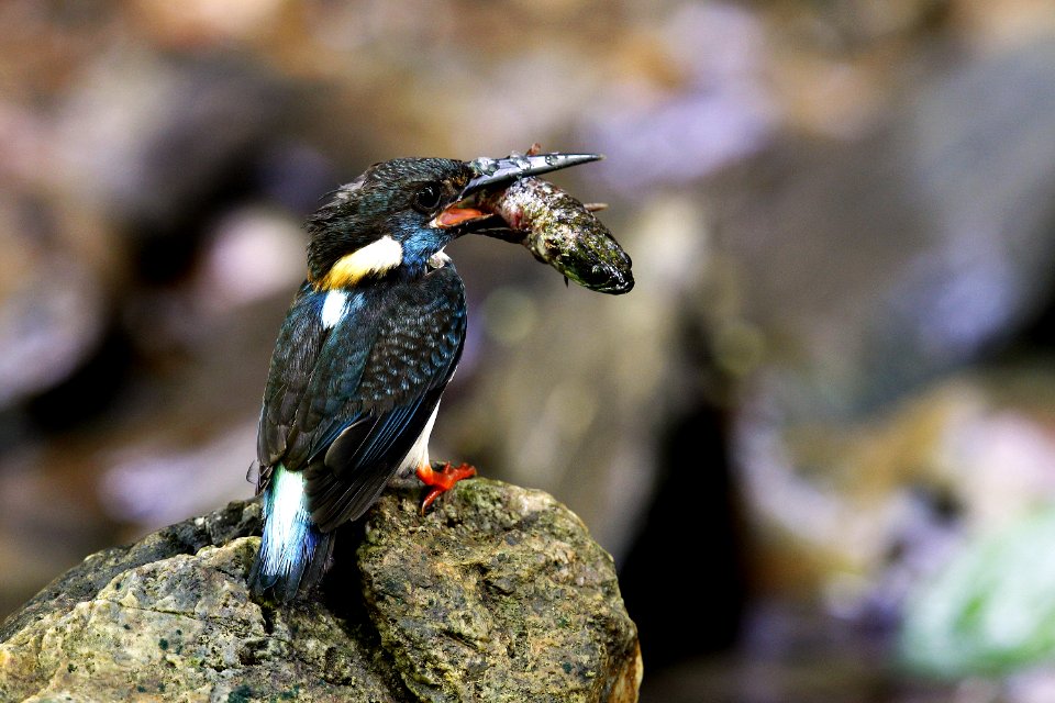  SYT3195 Blue-banded kighfisher