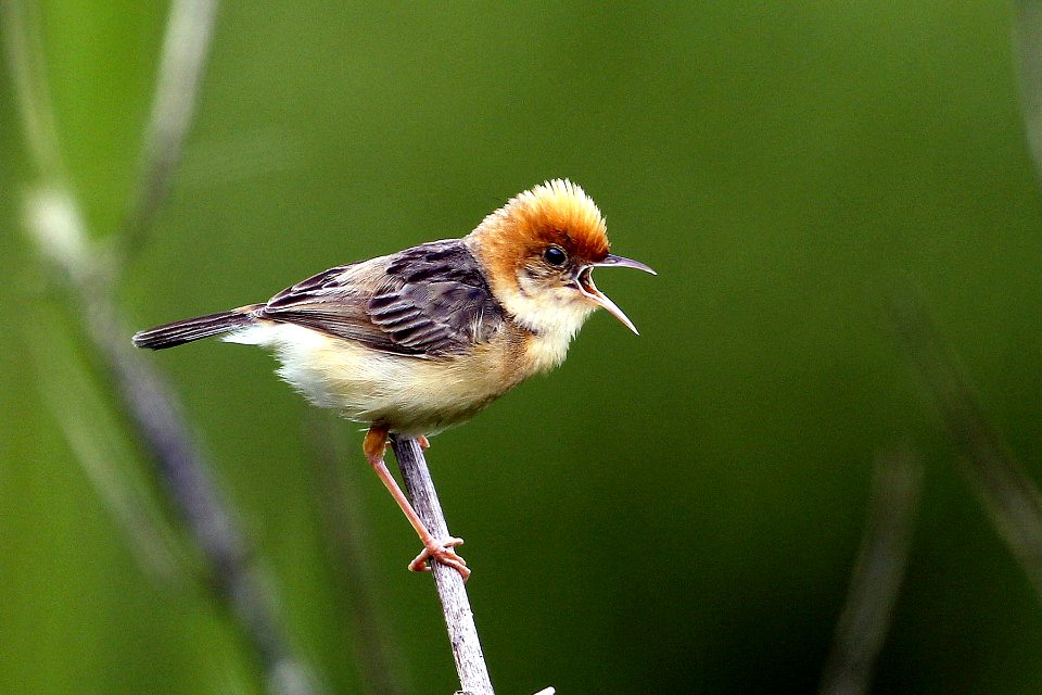  73A9562 Golden-headed cisticola