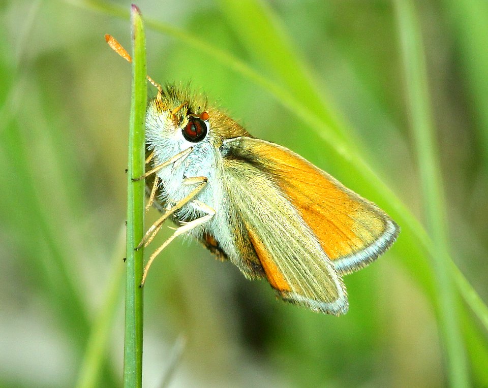 SKIPPERLING, GARITA (Oarisma garita) (7-23-2014) 8200ft, alpine pass c g, north of alpine, apache co, az (8)