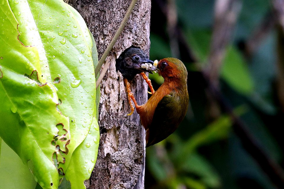  YT 0077 rufous piculit