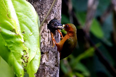  YT 0077 rufous piculit