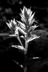 PAINTBRUSH (7-27-2019) 7000 ft, cottonwood lake, bridger-teton nat for, east of smoot, lincoln co, wy -01 BW