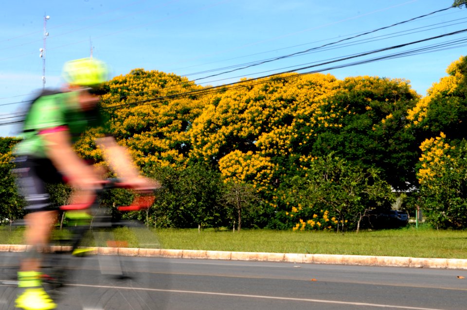 cambus-floridos-no-plano-piloto 25910496118 o
