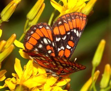 CHECKERSPOT, GILLETT'S (Euphydryas gillettii) (7-17-2020) 8000 ft, cottonwood lake, lincoln co, wy -08