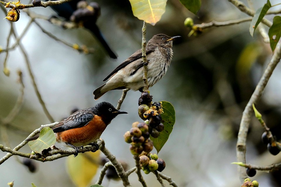  15I5540 斑翅椋鸟 Spot-winged Starling