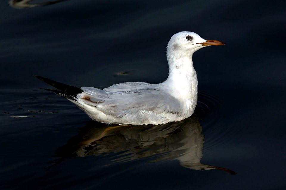  YT 2472 slender-billed gull