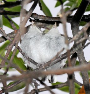 704 - BLACK-CAPPED GNATCATCHER (5-4-2015) fledglings, florida wash, pinal co, az -04