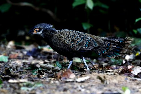 凤冠孔雀雉 Crested peacock-pheasant, 大汉山，西马