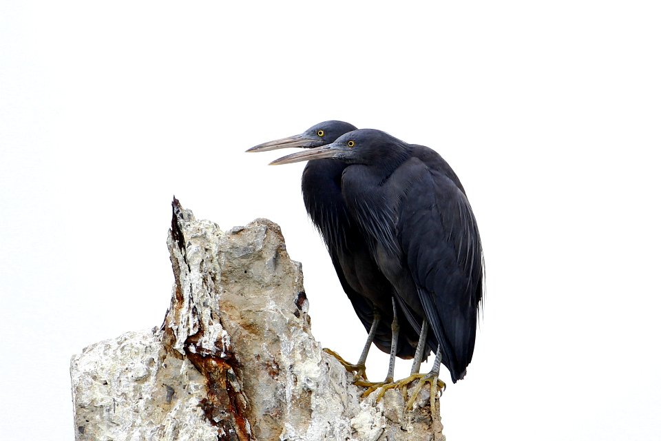  73A8579-岩鹭 Pacific reef heron