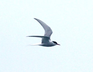 388 - ARCTIC TERN (6-1-2015) washington co, maine -01 - Copy