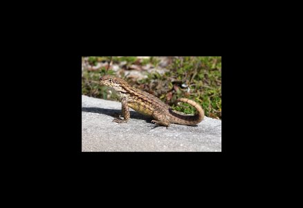 LIZARD, CURLY-TAILED (Leiocephalus carinatus) (5-6-14) ft z taylor, key west, monroe co, fl