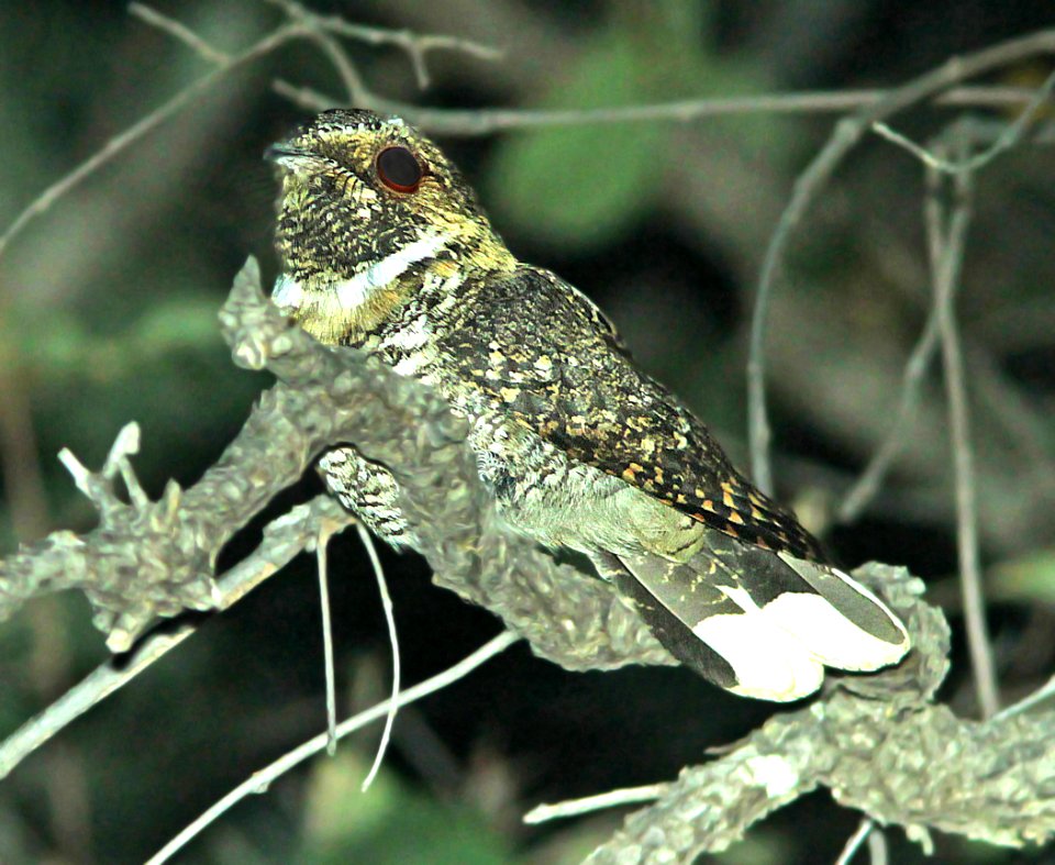 480 - MEXICAN WHIP-POOR-WILL (5-26-14) sunny flats c g, cave creek, cochise co, az -04 - Copy