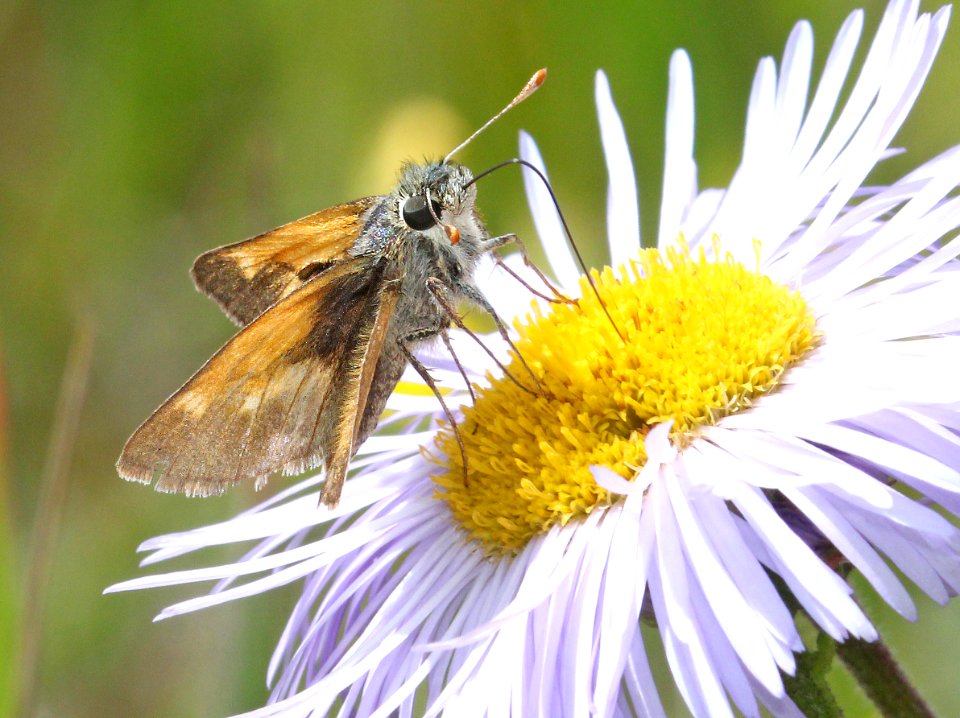SKIPPER, TAWNY-EDGED (Polites themistocles) (7-21-2015) 9600 ft, just n-e of slumgullion pass, hinsdale co, co (25)