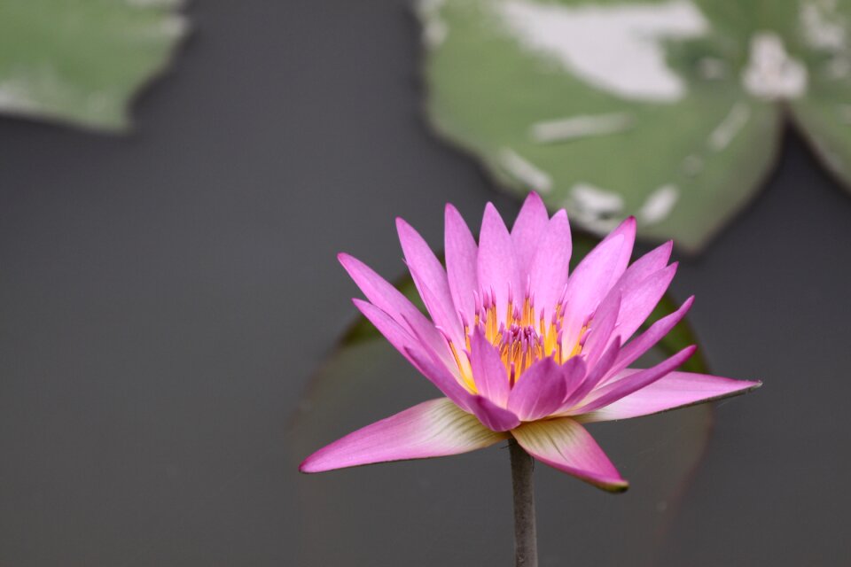 Lotus flower plant natural