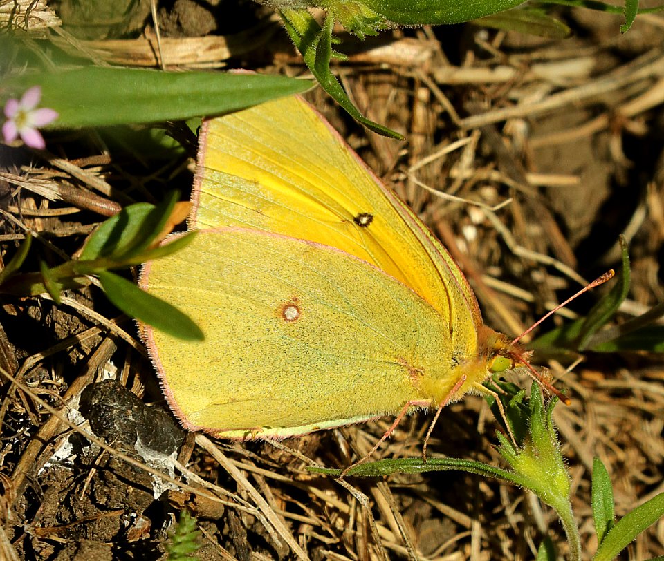 SULPHUR, CHRISTINA'S (Colias christina) (7-25-2019) 9500 ft, togwotee pass, bridger-teton nat for, teton co, wy -01 (2)