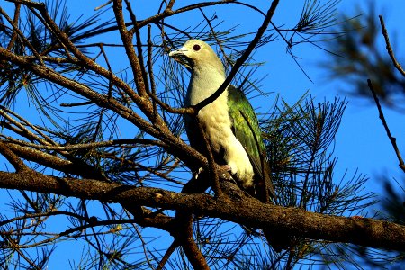  15I1828 Green Imperial Pigeon