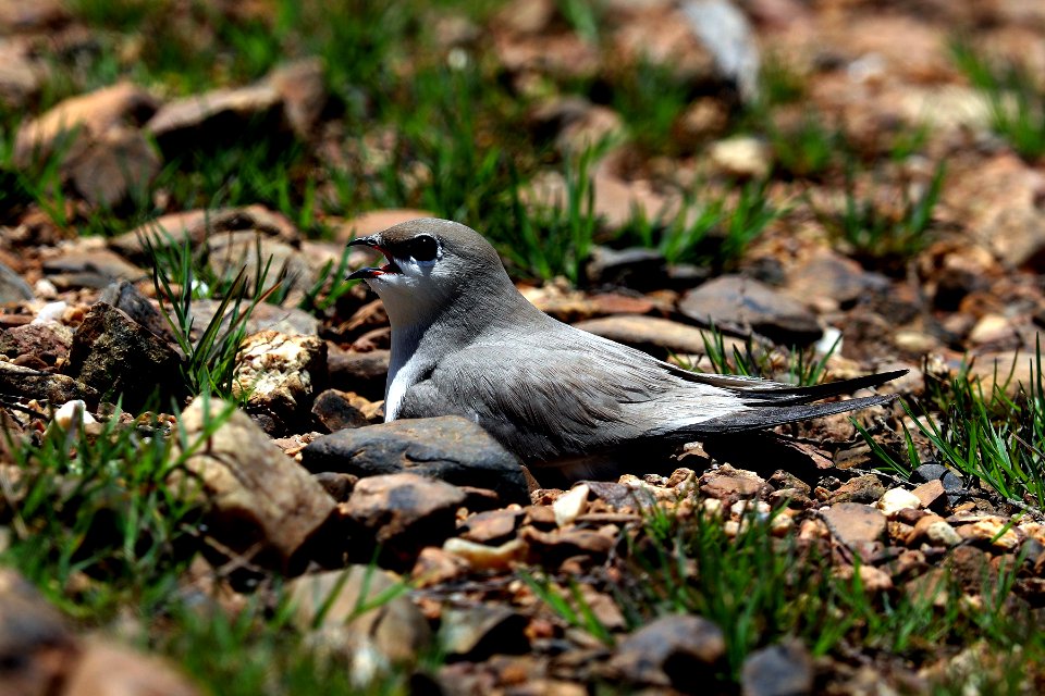 SYT 0942 Small Pratincole