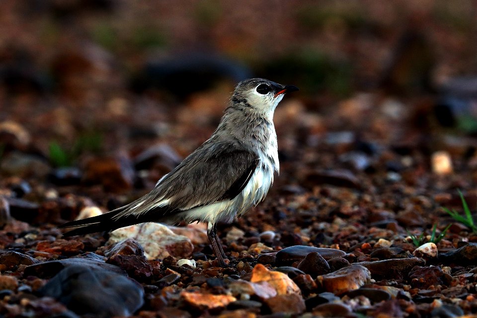 SYT 1608 Small Pratincole