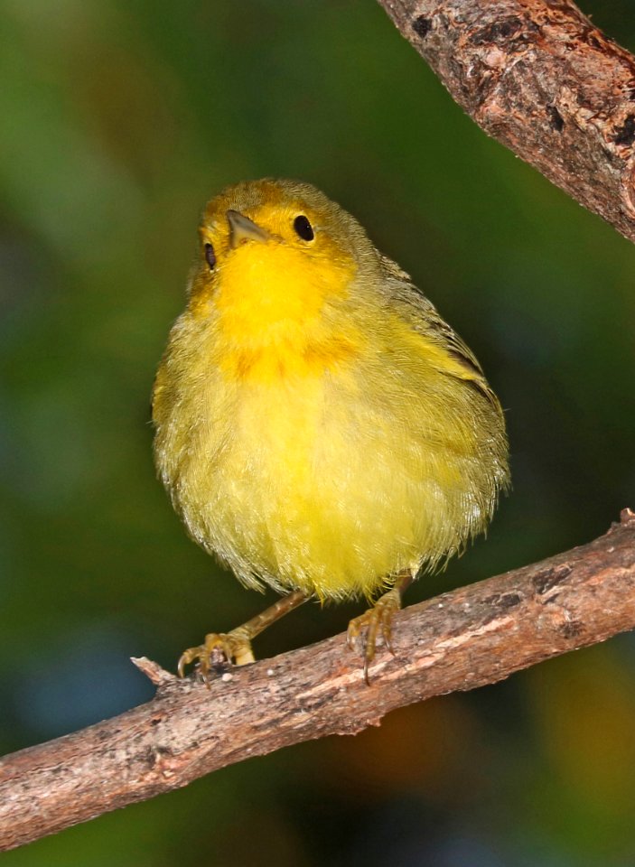 829 - GOLDEN YELLOW WARBLER (2-6-2016) miami-dade co, florida (8)