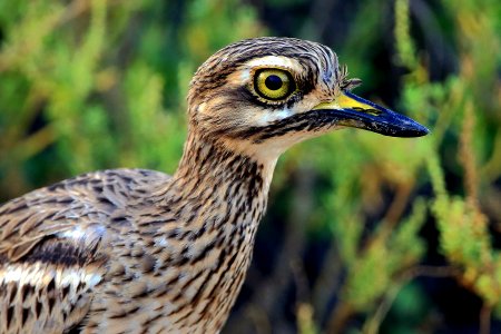 D73A2410 Indian stone-curlew