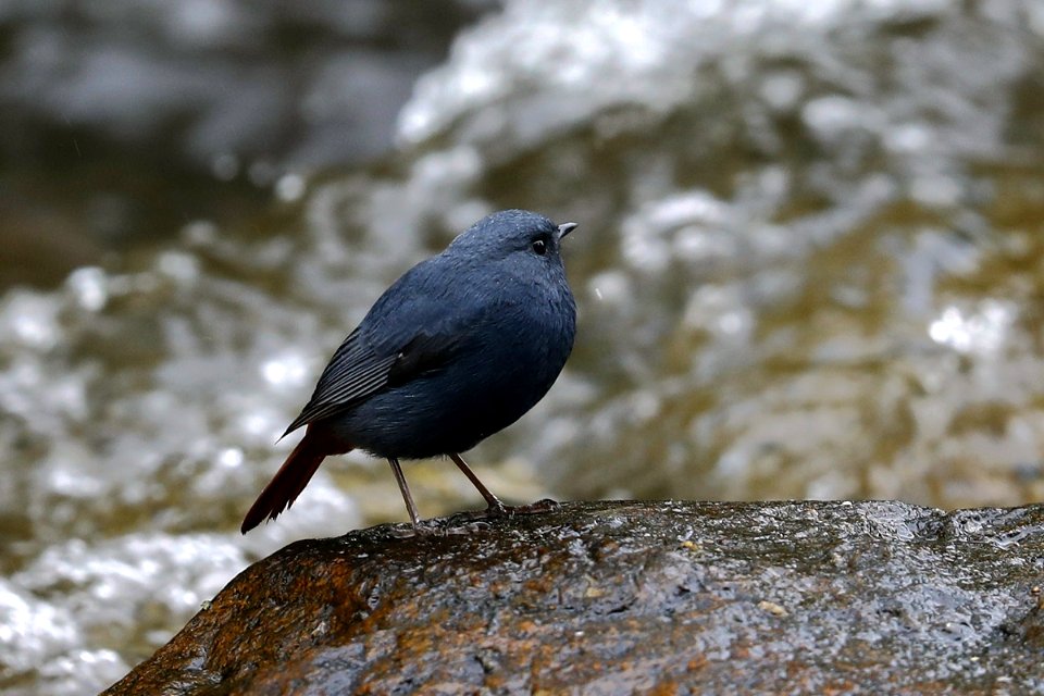  15I4427 Plumbeous water redstart