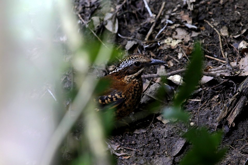  SYT8535-earded pitta M