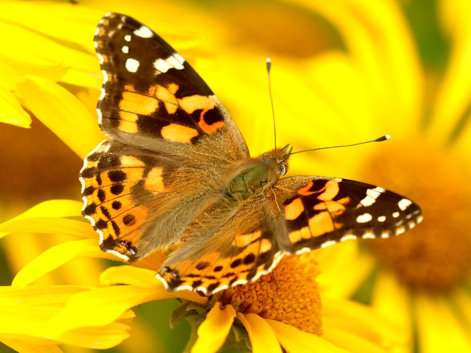 LADY, PAINTED (Vanessa cardui) (8-14-2019) 9100 ft, hannigan meadow, apache-sitgreaves nat for, greenlee co, az -01