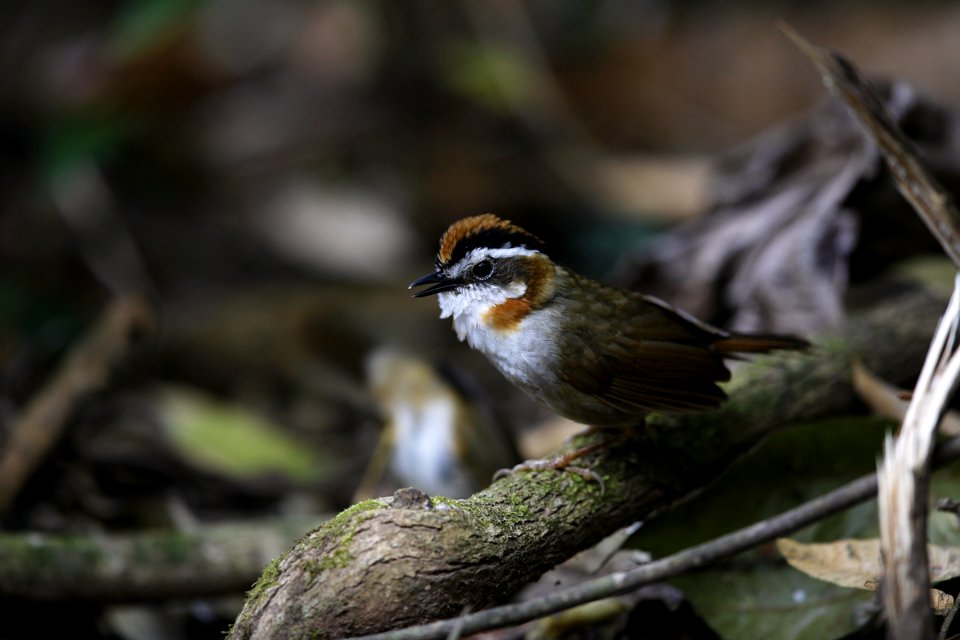  SYT5563 棕喉雀鹛 Rufous-throated Fulvetta