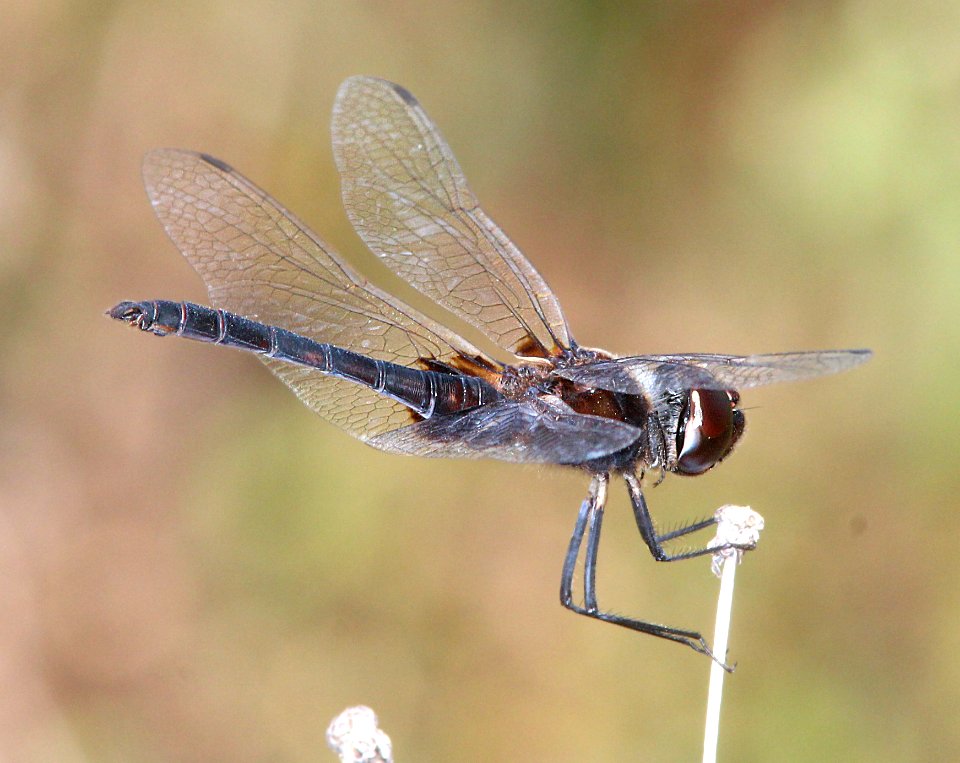 MARL PENNANT (Macrodiplax balteata) (4-30-14) key west, monroe co, fl