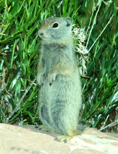 GROUND-SQUIRREL, UINTA (Spermophilus armatus) (6-5-2014) bear creek, west of huntington, emery co, ut   (3)