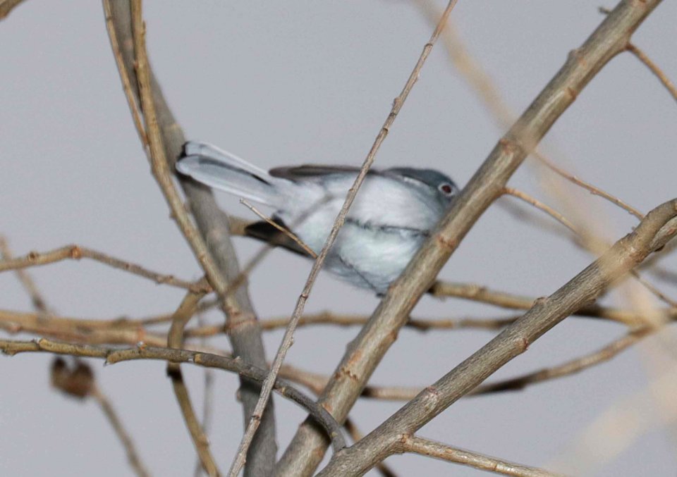 701 - BLUE-GRAY GNATCATCHER (12-19-2015) Nogales CBC, male, patagonia lake, santa cruz co, az -01