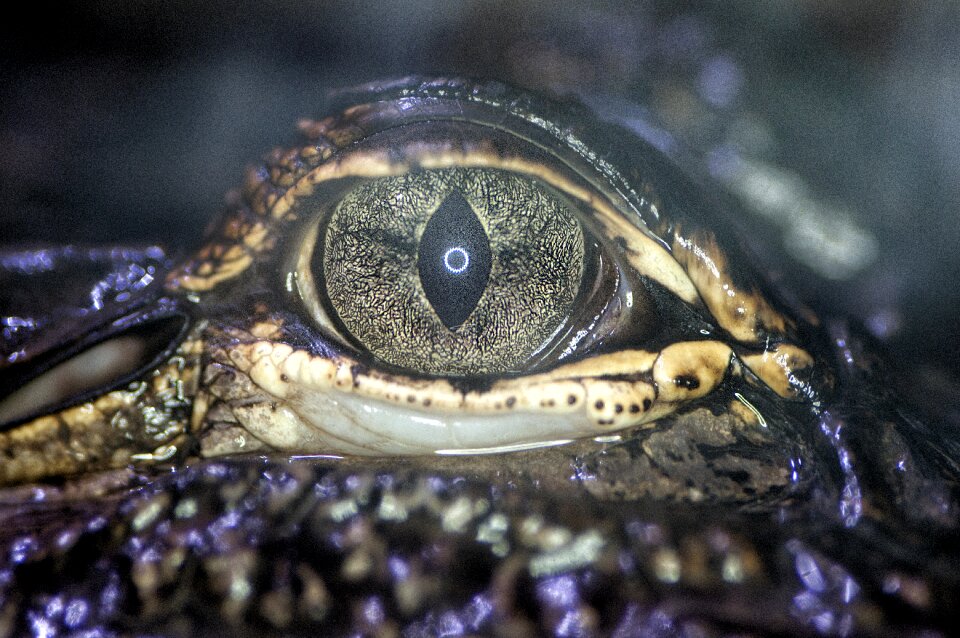 South america reptile animal