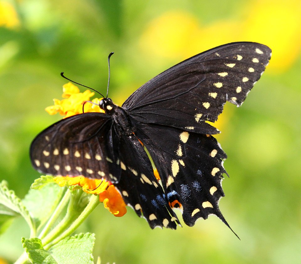 SWALLOWTAIL, BLACK (Papillio ployxenes) (8-21-2015) 78 circulo montana, patagonia lake ranch estates, scc, az -01