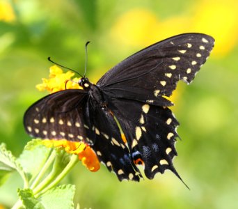 SWALLOWTAIL, BLACK (Papillio ployxenes) (8-21-2015) 78 circulo montana, patagonia lake ranch estates, scc, az -01