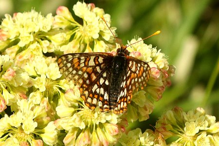 CHECKERSPOT, EDITH'S (Euphydryas editha) (7-13-2019) six mile campground, 8000 ft, medicine bow nat forest, carbon co, wy -01