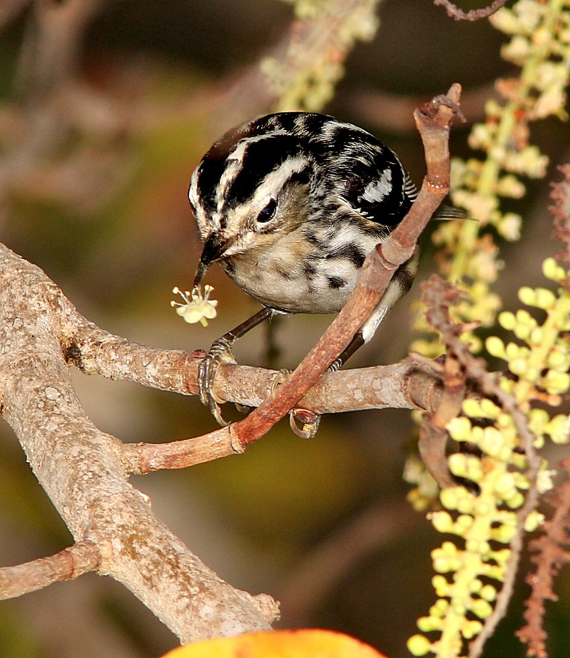 803 - BLACK AND WHITE WARBLER (5-4-14) dry tortugas, monroe co, fl -04