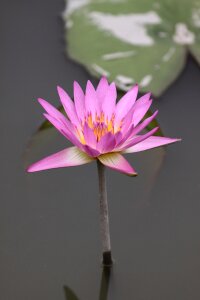 Lotus flower plant natural