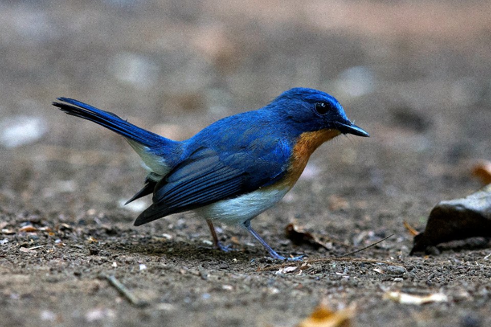  SYT8670 tickell blue flycatcher