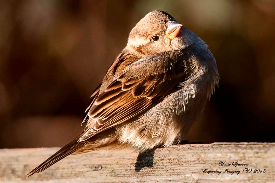 20150224-9658 House Sparrow
