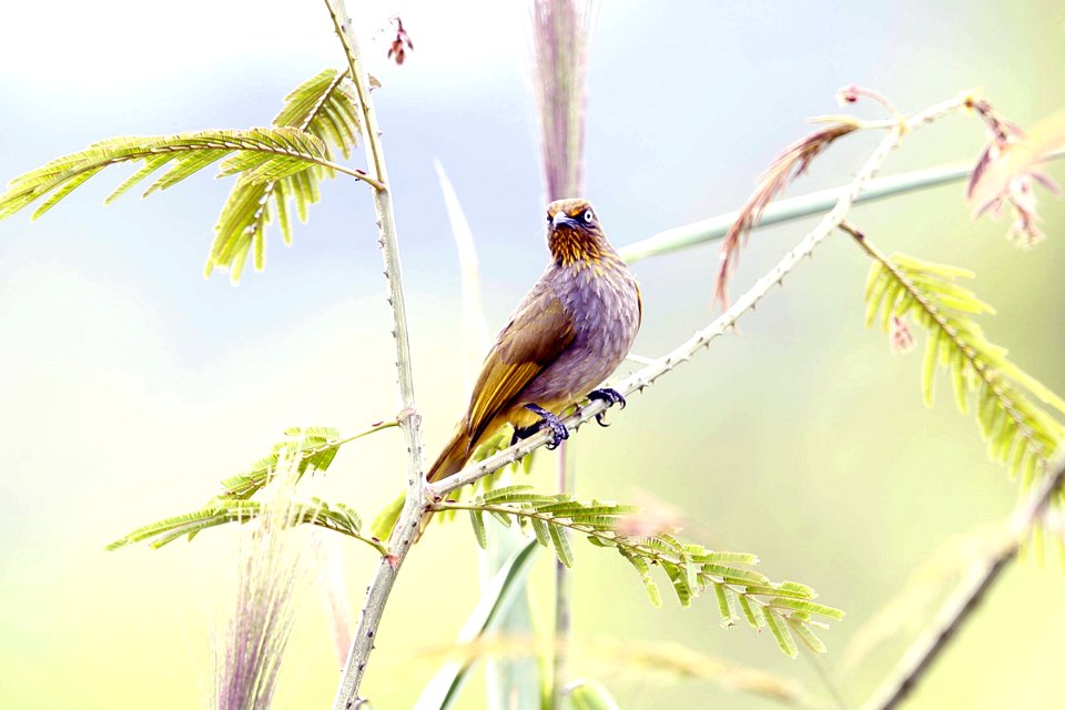  SYT8079 davison's bulbul